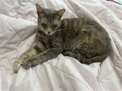 Gato raça SRD-ViraLata idade 5 anos nome Mel