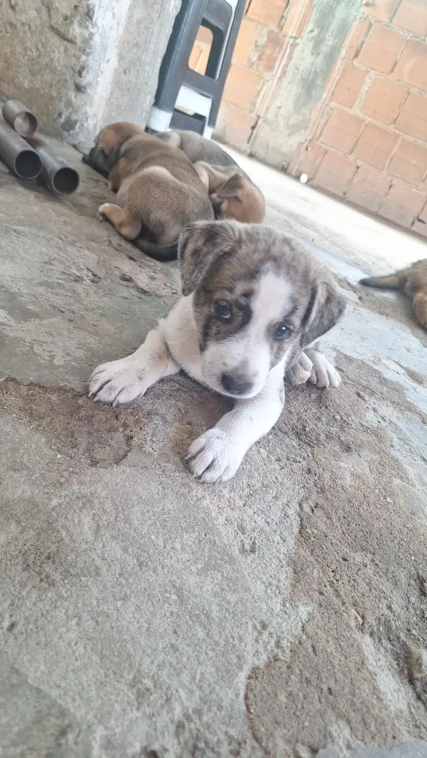 Cachorro raça SRD-ViraLata idade 2 a 6 meses nome Nao tem nome