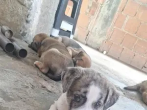 Cachorro raça SRD-ViraLata idade 2 a 6 meses nome Nao tem nome