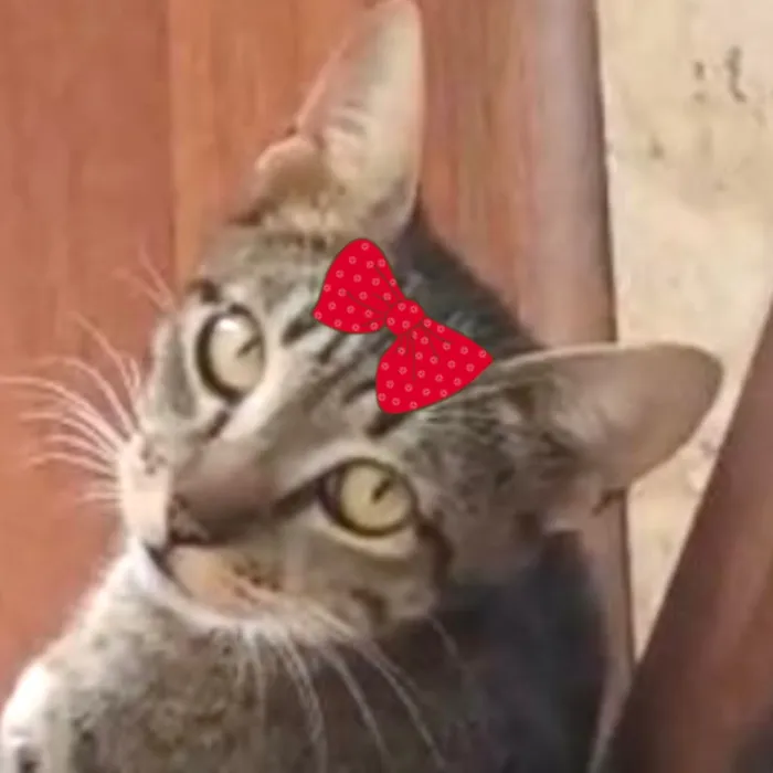 Gato raça SRD-ViraLata idade 7 a 11 meses nome Mina 