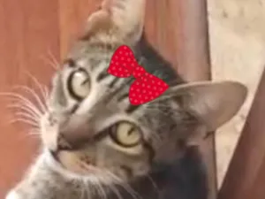 Gato raça SRD-ViraLata idade 7 a 11 meses nome Mina 
