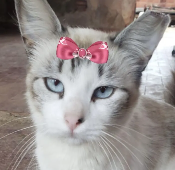 Gato raça SRD-ViraLata idade 1 ano nome Angel 