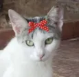 Safira 