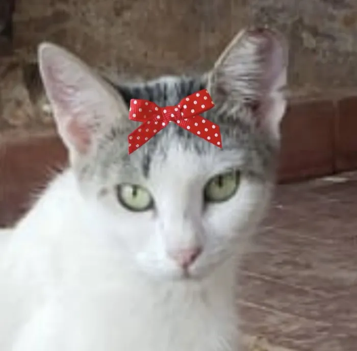 Gato raça SRD-ViraLata idade 1 ano nome Safira 