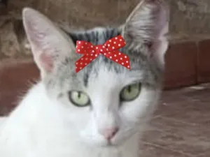 Gato raça SRD-ViraLata idade 1 ano nome Safira 