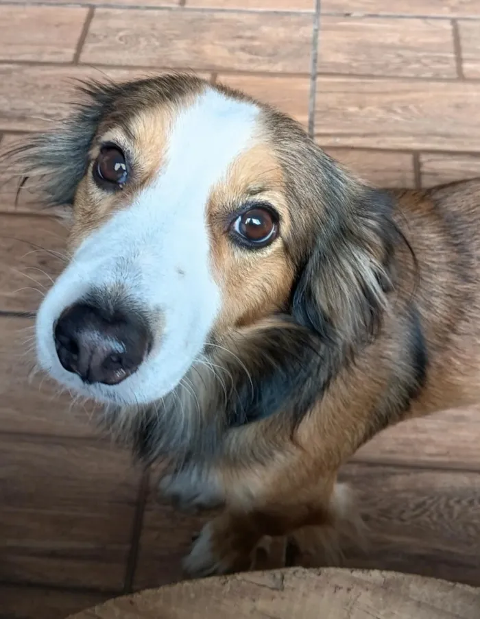 Cachorro raça SRD-ViraLata idade 3 anos nome Billi