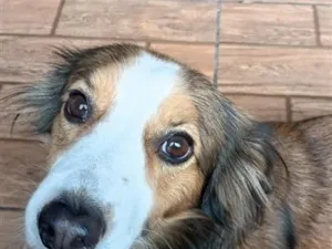 Cachorro raça SRD-ViraLata idade 3 anos nome Billi