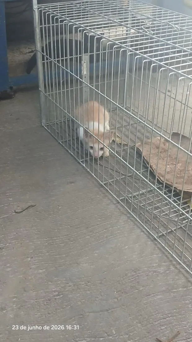 Gato raça SRD-ViraLata idade Abaixo de 2 meses nome não tem nome