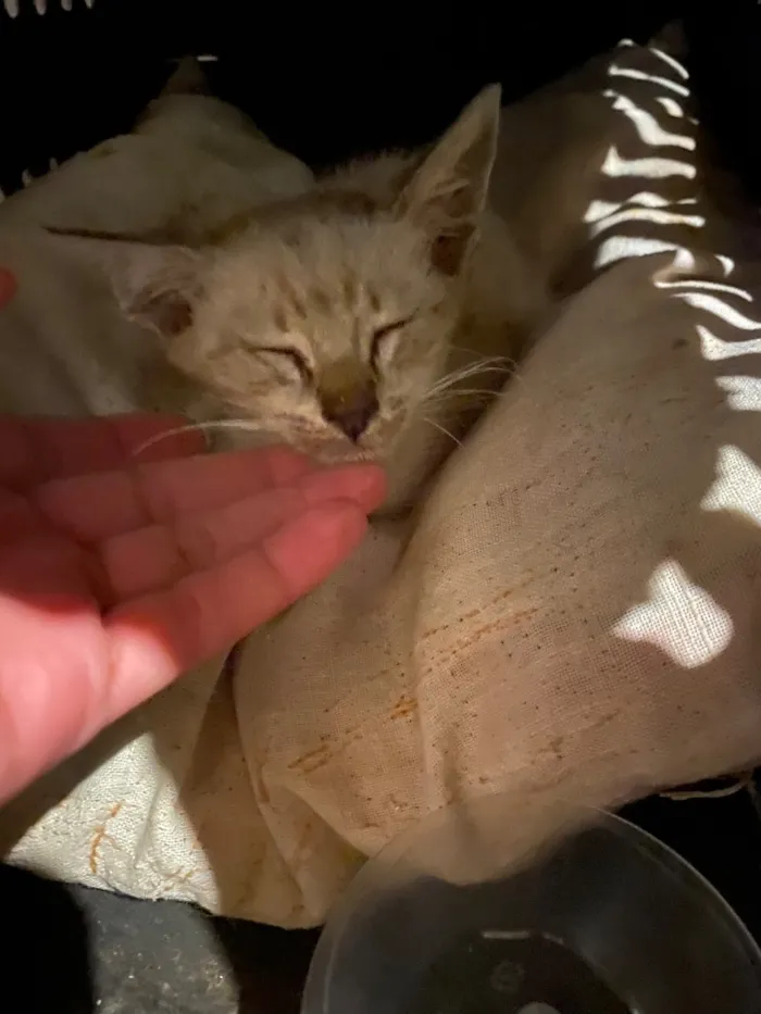 Gato raça SRD-ViraLata idade Abaixo de 2 meses nome Sem nome