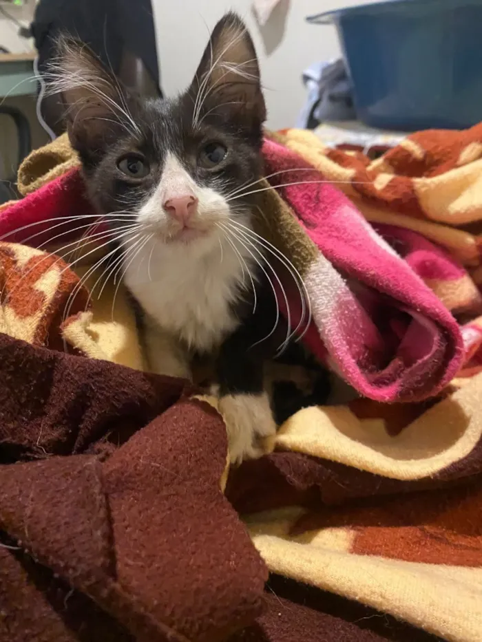 Gato raça SRD-ViraLata idade Abaixo de 2 meses nome Sem nome