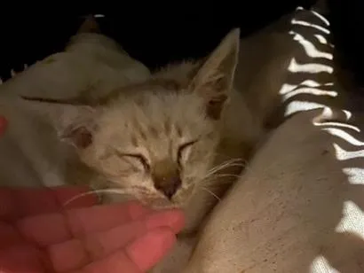 Gato raça SRD-ViraLata idade Abaixo de 2 meses nome Sem nome