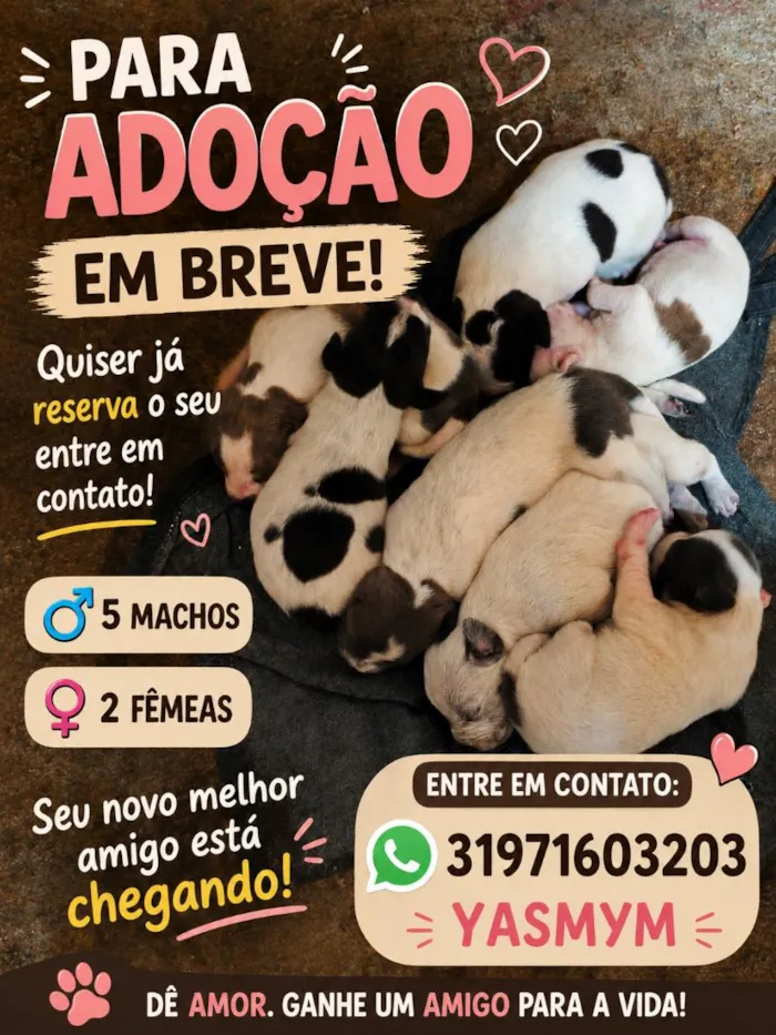 Cachorro raça SRD-ViraLata idade Abaixo de 2 meses nome filhotes