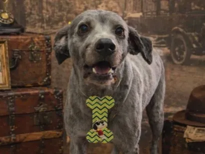 Cachorro raça SRD-ViraLata idade 6 ou mais anos nome Zeca