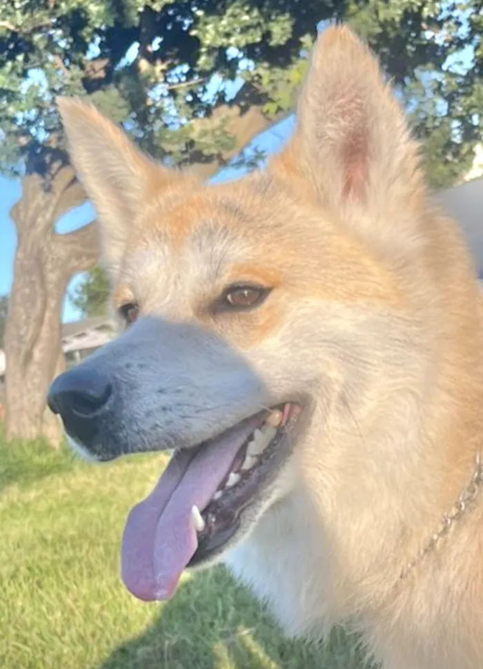 Cachorro raça Husky Siberiano idade 7 a 11 meses nome  Zeus 