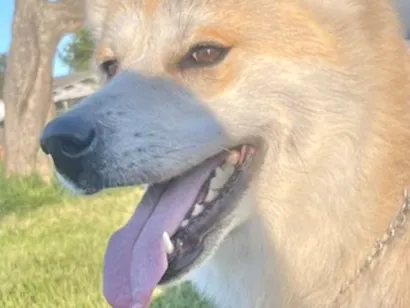 Cachorro raça Husky Siberiano idade 7 a 11 meses nome  Zeus 