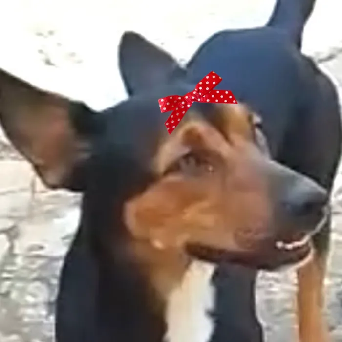 Cachorro raça Pinscher idade 7 a 11 meses nome Rubi 