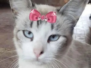 Gato raça SRD-ViraLata idade 1 ano nome Angel 