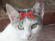 Safira 