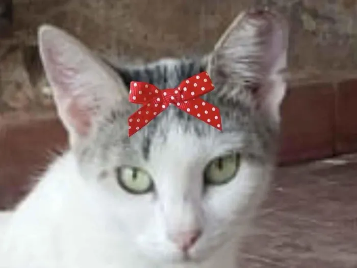 Gato raça SRD-ViraLata idade 1 ano nome Safira 