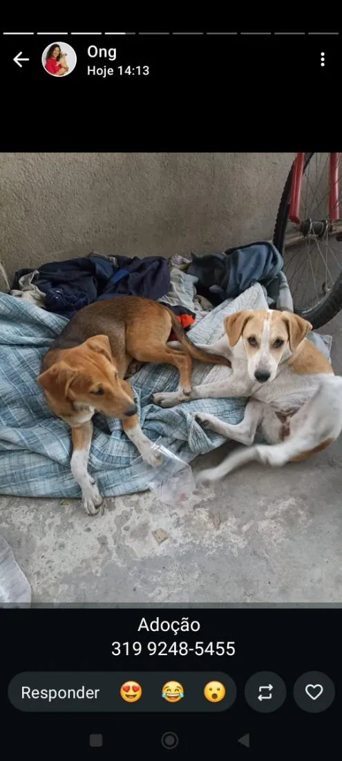Cachorro raça SRD-ViraLata idade Abaixo de 2 meses nome fany e Laion