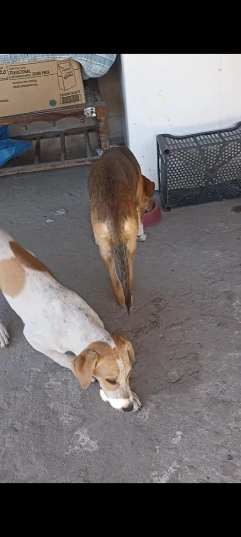 Cachorro raça SRD-ViraLata idade Abaixo de 2 meses nome fany e Laion