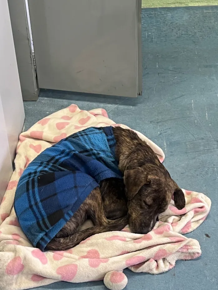Cachorro raça SRD-ViraLata idade 1 ano nome Toby