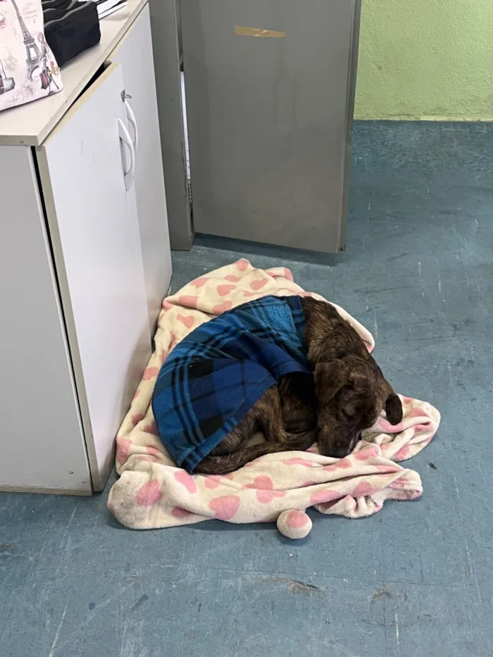 Cachorro raça SRD-ViraLata idade 1 ano nome Toby