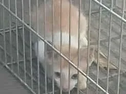 Gato raça SRD-ViraLata idade Abaixo de 2 meses nome não tem nome