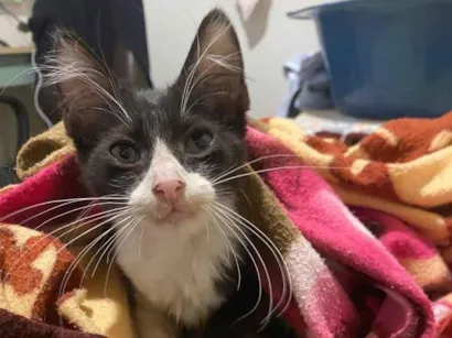 Gato raça SRD-ViraLata idade Abaixo de 2 meses nome Sem nome