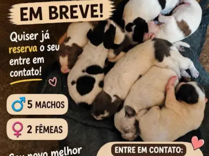 Cachorro raça SRD-ViraLata idade Abaixo de 2 meses nome filhotes