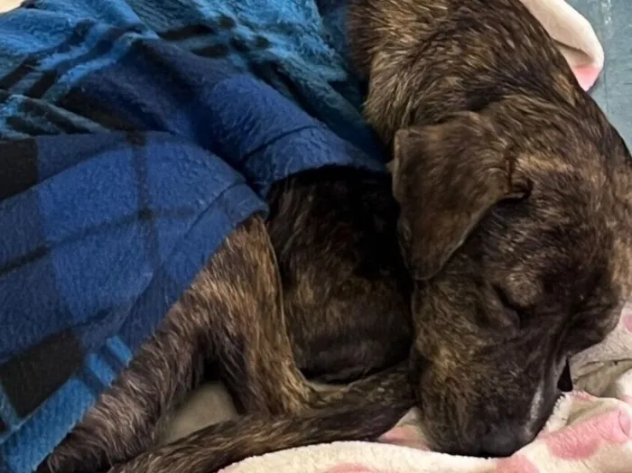 Cachorro raça SRD-ViraLata idade 1 ano nome Toby