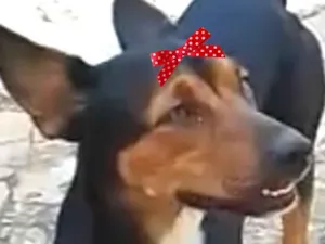 Cachorro raça Pinscher idade 7 a 11 meses nome Rubi 