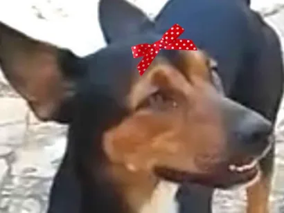 Cachorro raça Pinscher idade 7 a 11 meses nome Rubi 