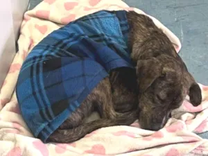 Cachorro raça SRD-ViraLata idade 1 ano nome Toby