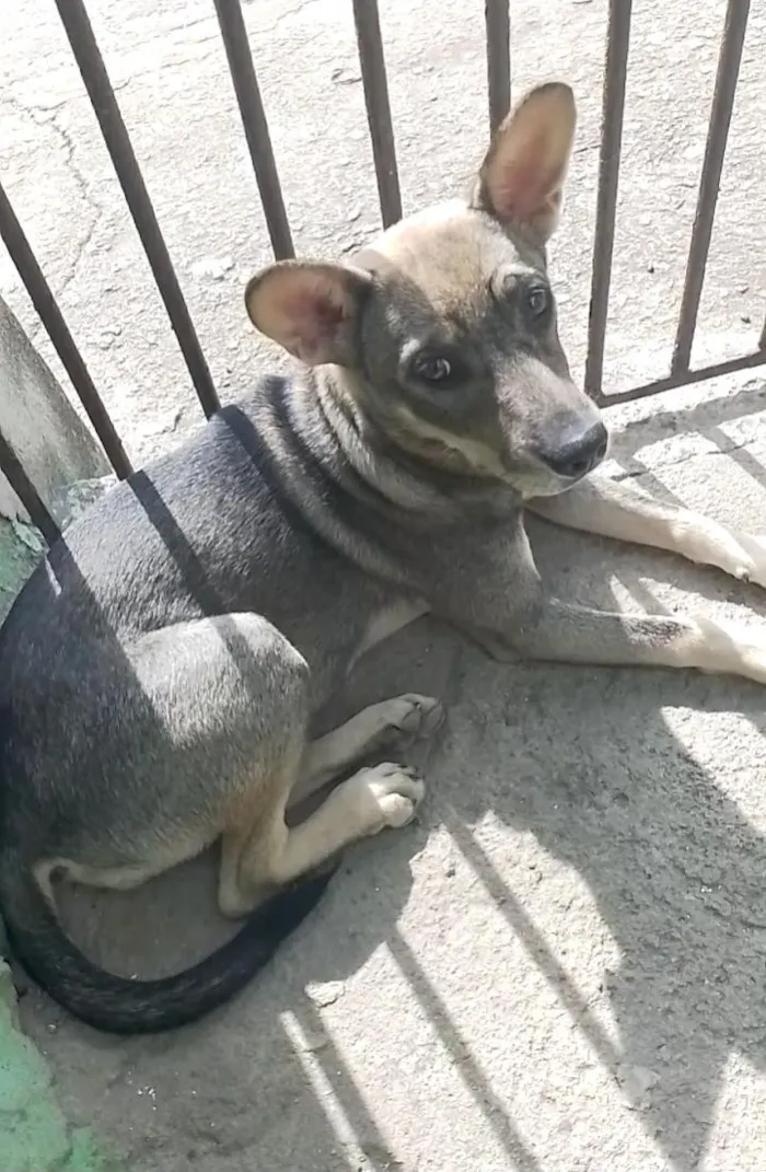 Cachorro raça SRD-ViraLata idade 2 a 6 meses nome ainda não tem