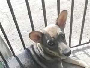 Cachorro raça SRD-ViraLata idade 2 a 6 meses nome ainda não tem