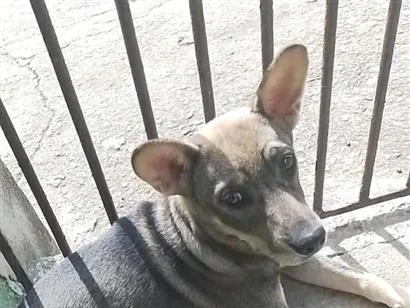 Cachorro raça SRD-ViraLata idade 2 a 6 meses nome ainda não tem