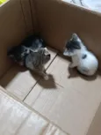 Filhotinhos para adoção 