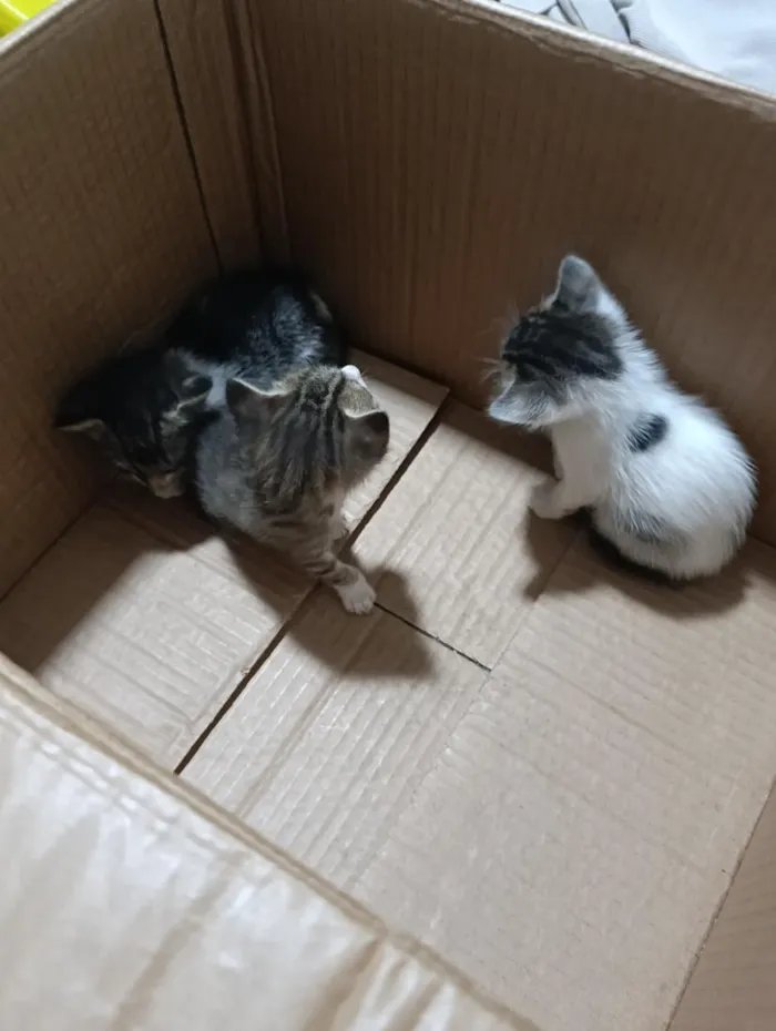 Gato raça SRD-ViraLata idade Abaixo de 2 meses nome Filhotinhos para adoção 