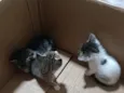 Filhotinhos para adoção 