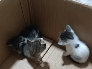 Gato raça SRD-ViraLata idade Abaixo de 2 meses nome Filhotinhos para adoção 