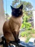Amora