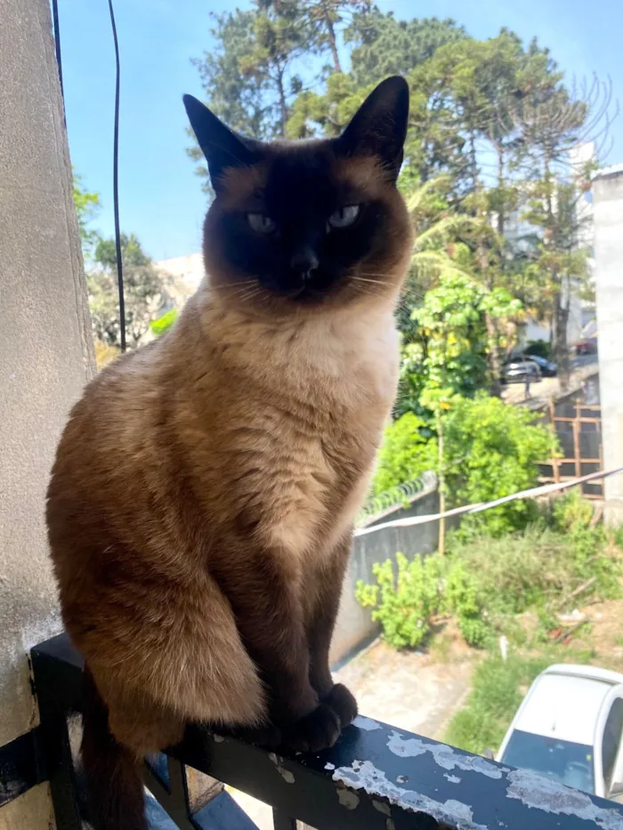 Gato raça Siamês idade 6 ou mais anos nome Amora