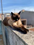 Amora