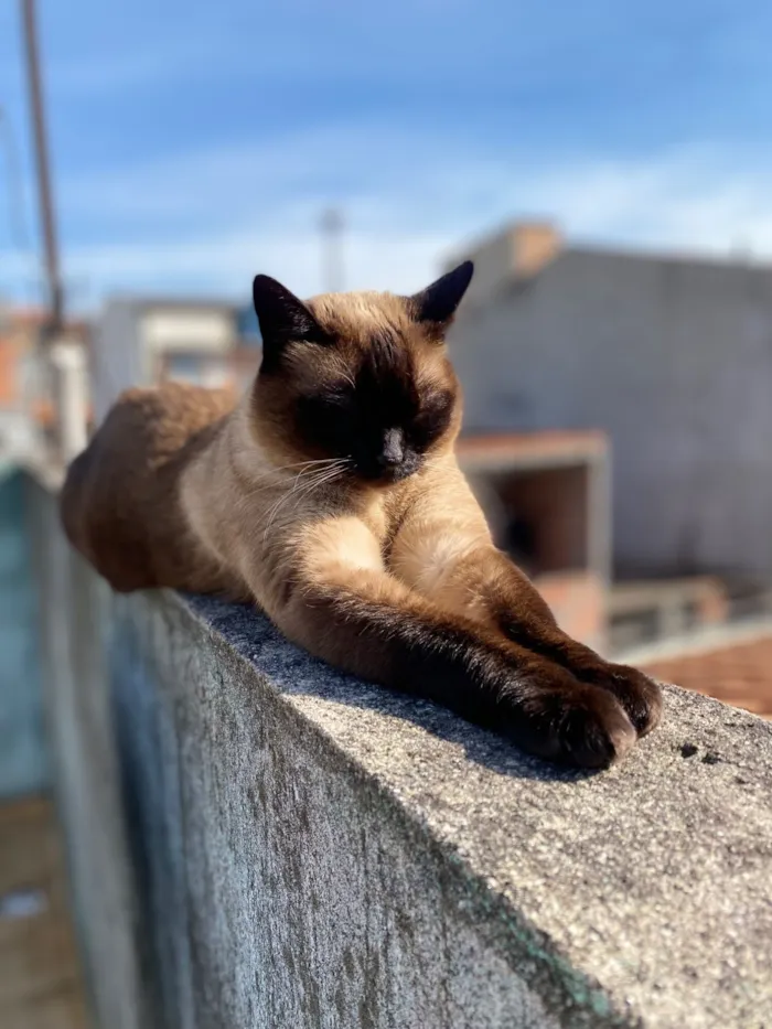 Gato raça Siamês idade 6 ou mais anos nome Amora