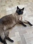 Amora