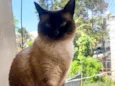 Amora