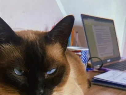 Gato raça Siamês idade 6 ou mais anos nome Amora