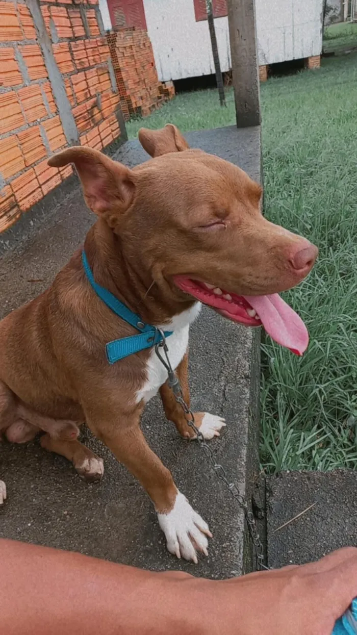 Cachorro raça SRD-ViraLata idade 1 ano nome layo