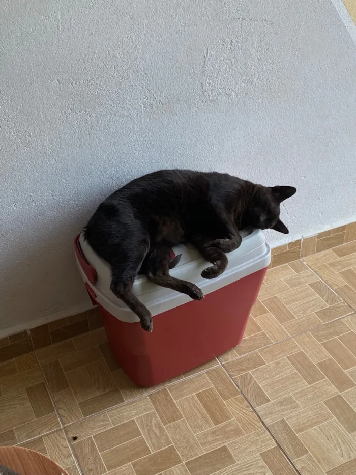 Gato raça SRD-ViraLata idade 6 ou mais anos nome Preto
